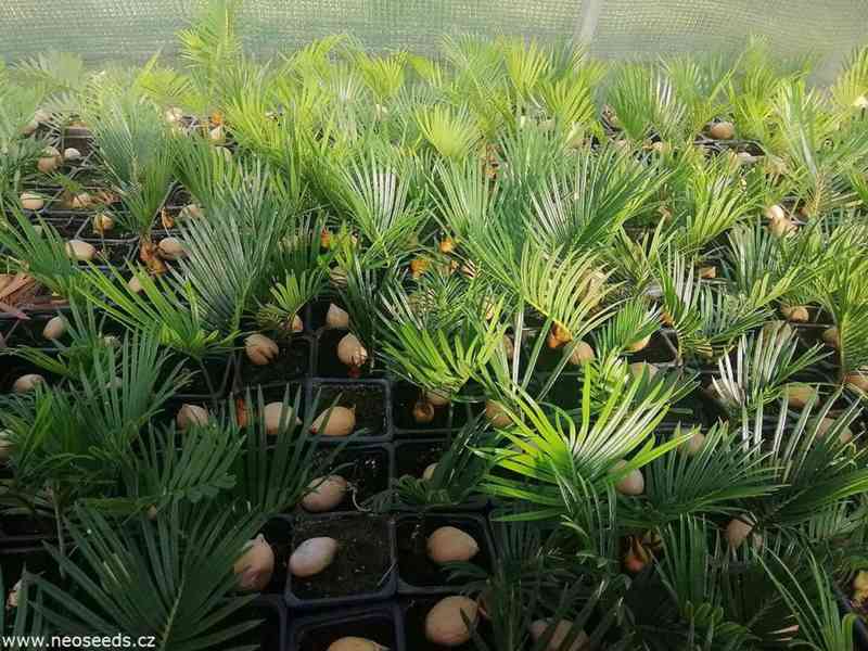 Sazenice Cycas revoluta-cykas japonský