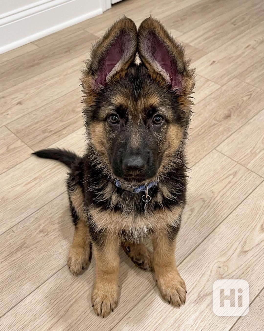 Rozkošný samec a fenka štěňata německého ovčáka - foto 1