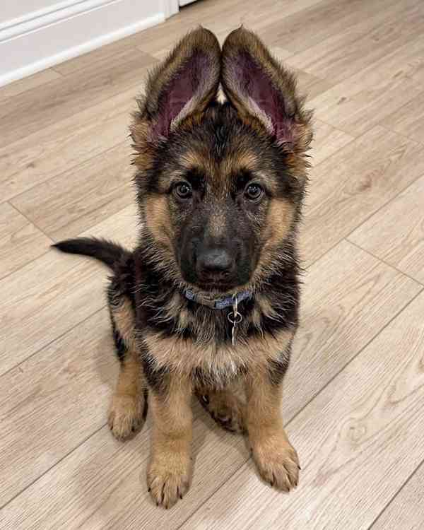 Rozkošný samec a fenka štěňata německého ovčáka - foto 1