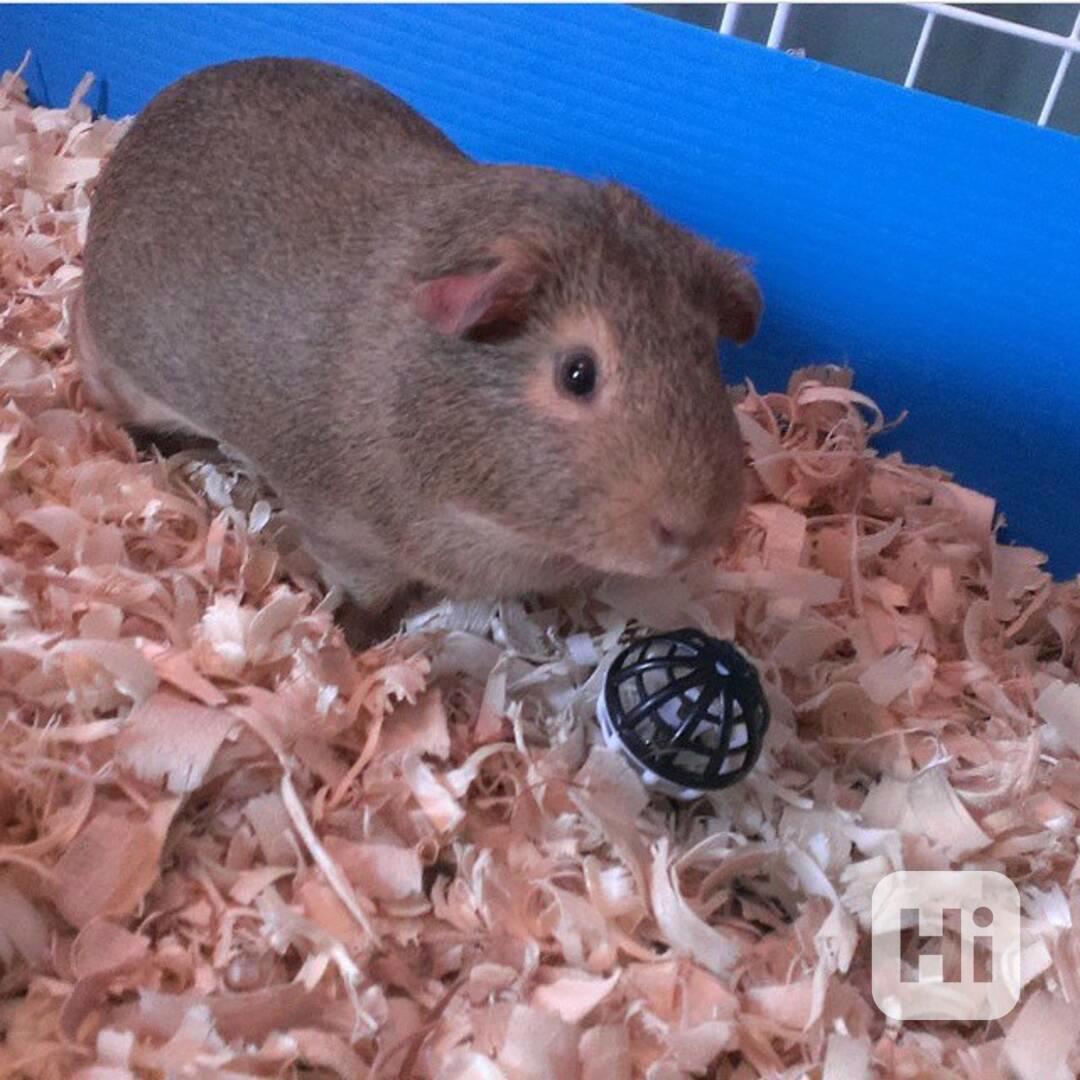 Nádherná morčata k prodeji  - foto 1