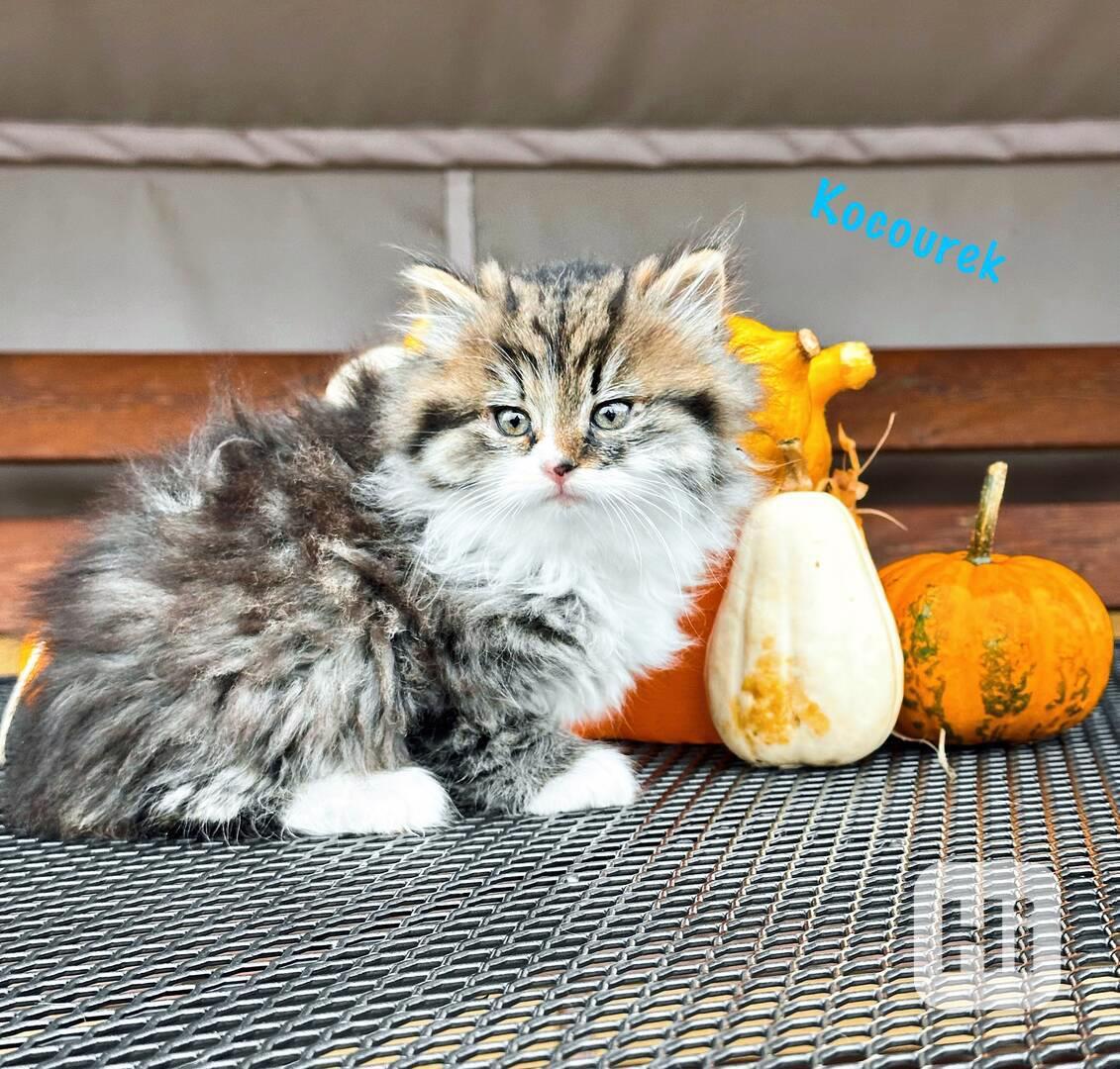 Vymazlená koťátka  - foto 1