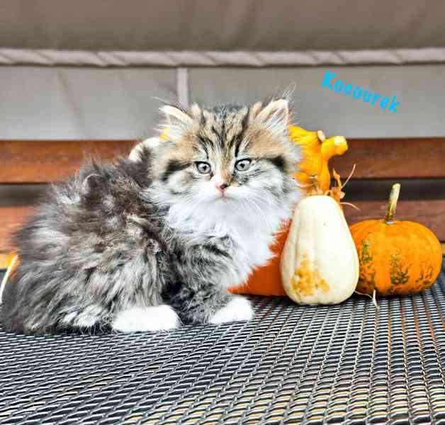 Vymazlená koťátka  - foto 1