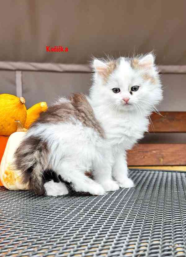 Vymazlená koťátka  - foto 3