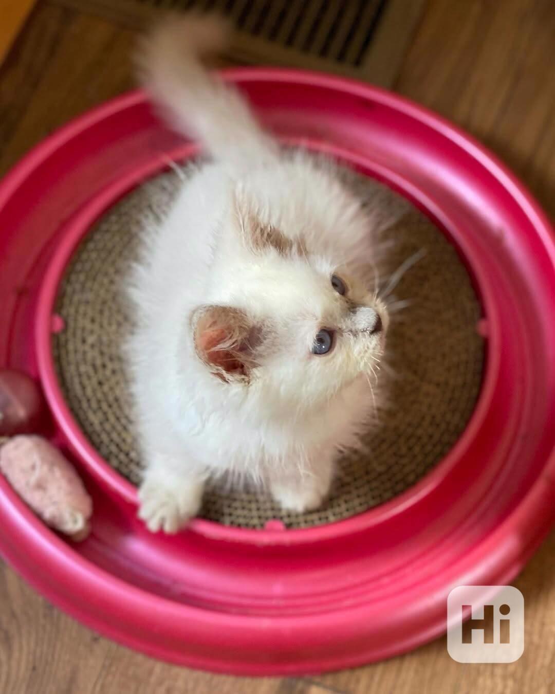 Koťata plemene Ragdoll z domácího chovu.  Všechna používají  - foto 1