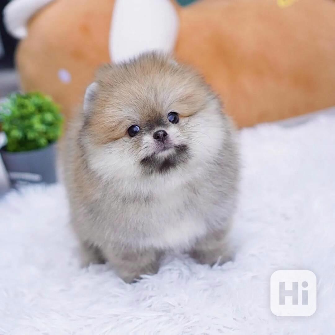 Tato roztomilá štěňátka pomeranského ovčáka –  - foto 1
