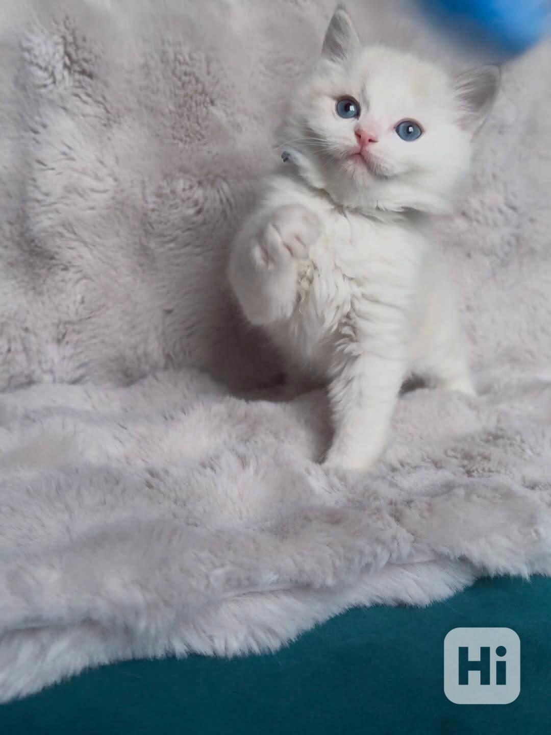 Nádherná koťátka plemene Ragdoll hledají trvalé rodiny - foto 1