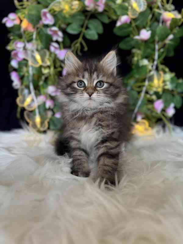 Sibiřská kočka - holčička Agatha - foto 1