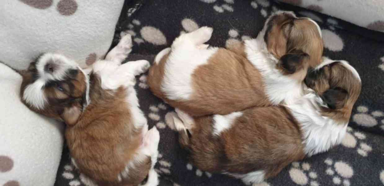 shih tzu puppies for adoption - foto 5