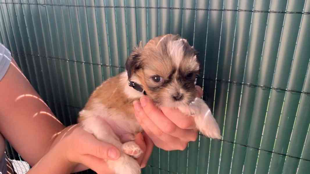 shih tzu puppies for adoption - foto 4