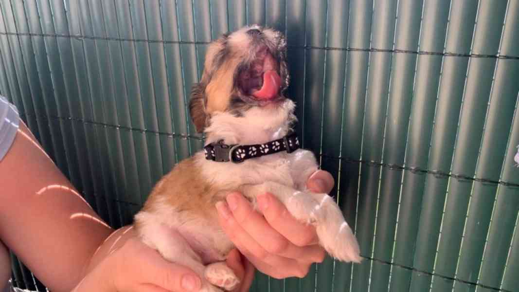 shih tzu puppies for adoption - foto 2