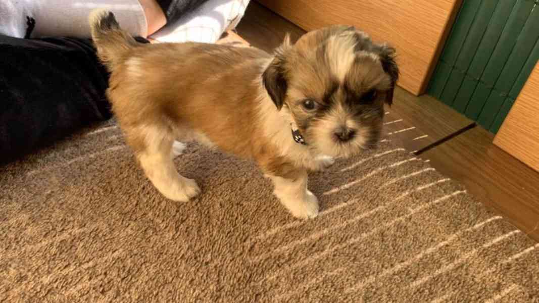 shih tzu puppies for adoption - foto 3