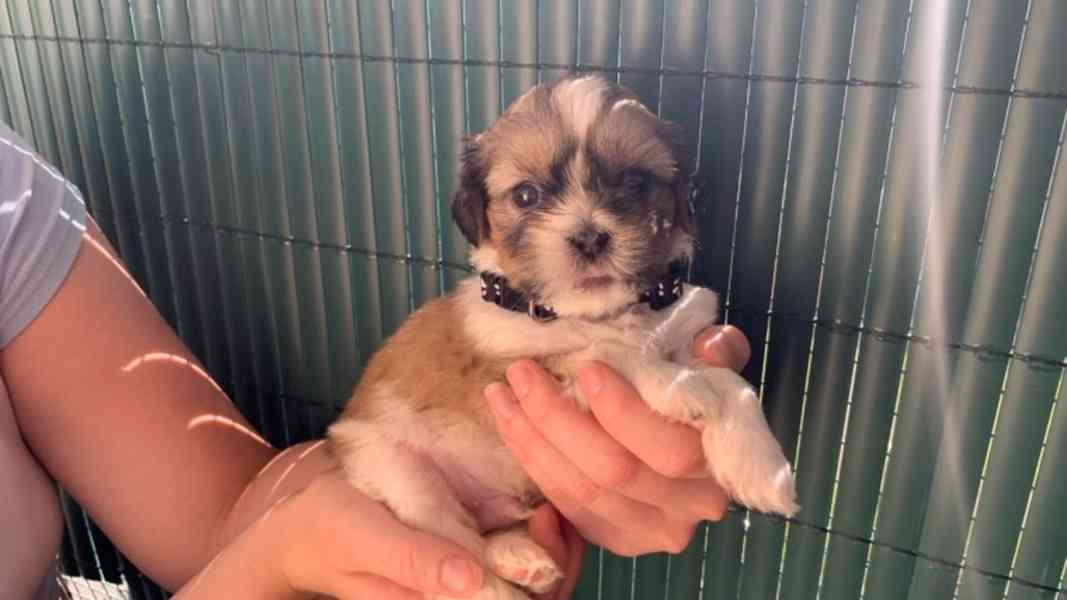 shih tzu puppies for adoption - foto 1