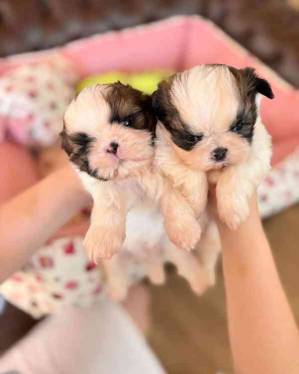 Dárek štěňátka shih tzu k adopci zdarma  