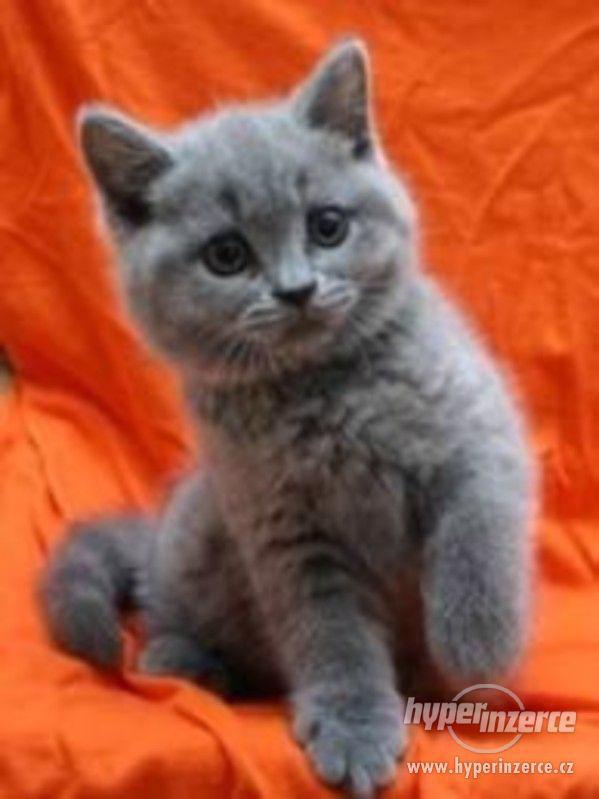 Koupím  Britskou kočku (kotě kocourka) - foto 1