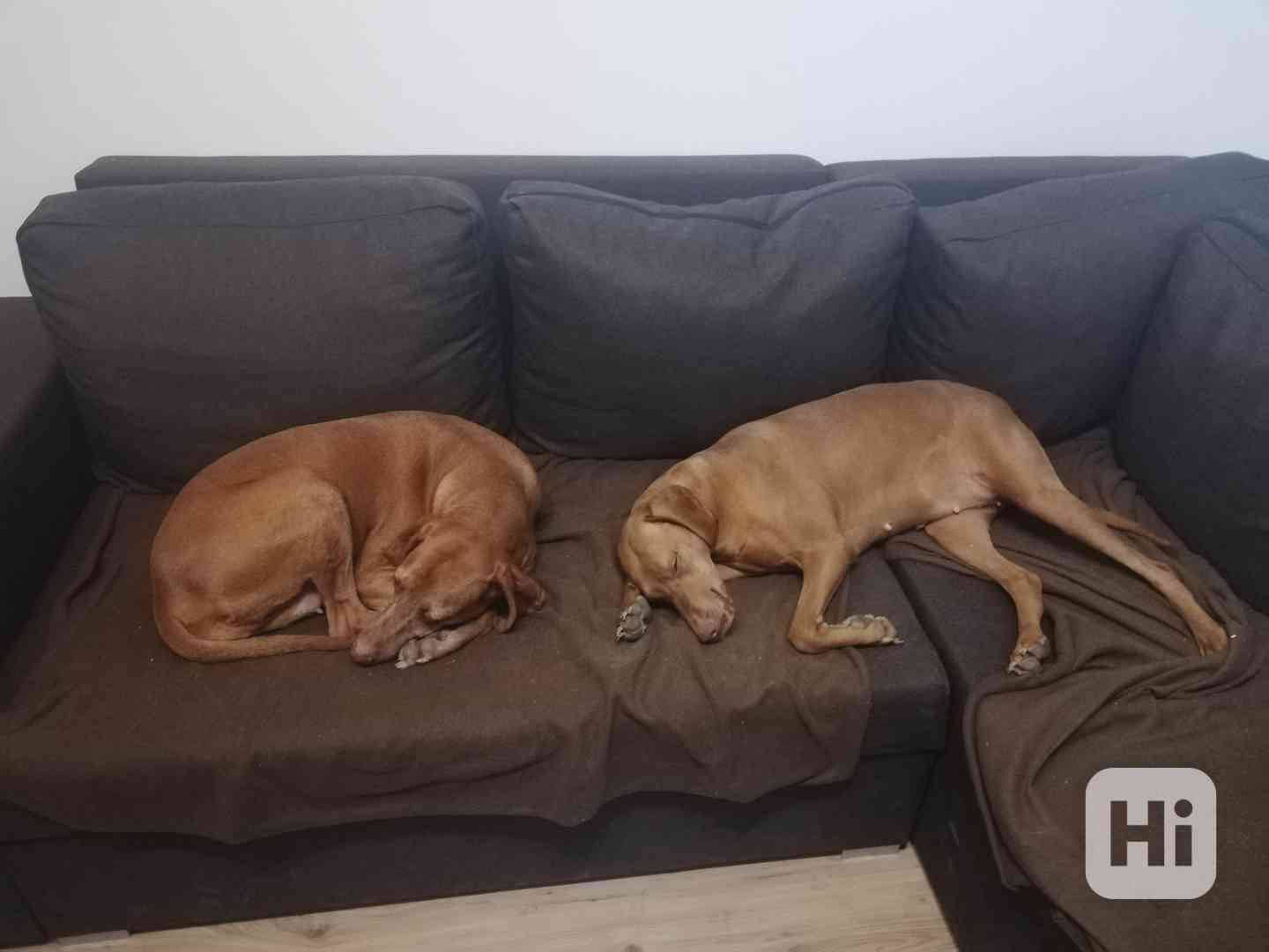 Maďarský ohař - foto 1