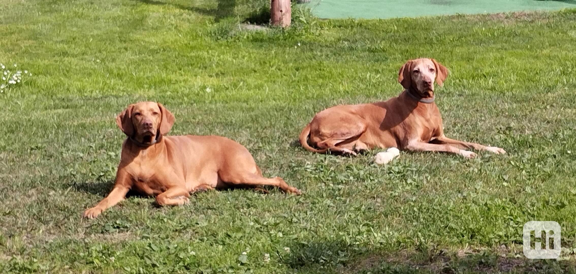 DARUJI - Maďarský ohař - foto 1