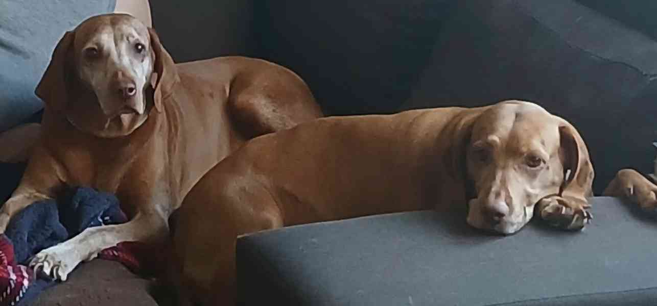 DARUJI - Maďarský ohař - foto 2