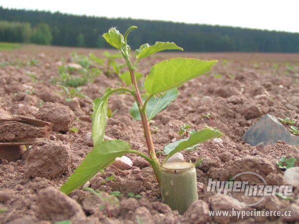 Japonský Topol - vlastní palivo - foto 1