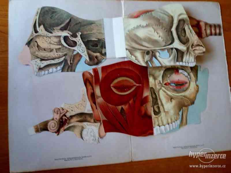 Anatomické leporelo - foto 1