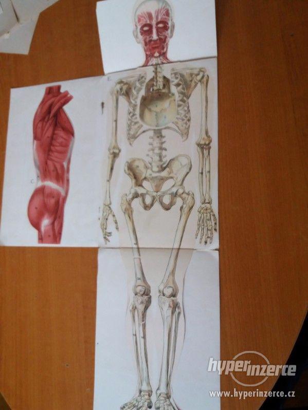 Anatomické leporelo - foto 3