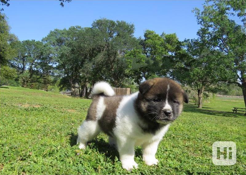 Krásná úžasná americká akita štěňata - foto 1