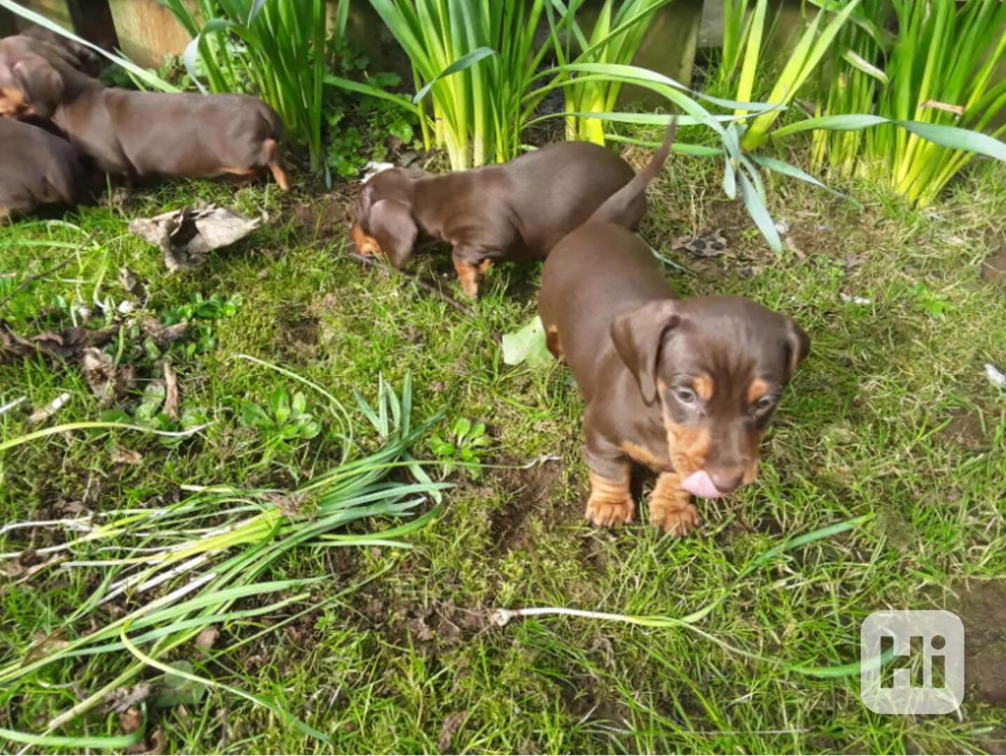 Prodám štěňátka jezevčíků hladkosrstého trpasličích - foto 1