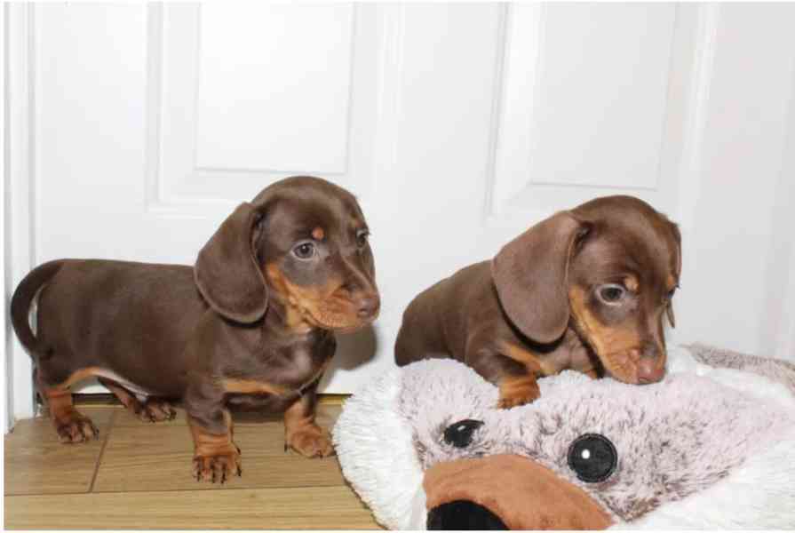 Prodám štěňátka jezevčíků hladkosrstého trpasličích - foto 4