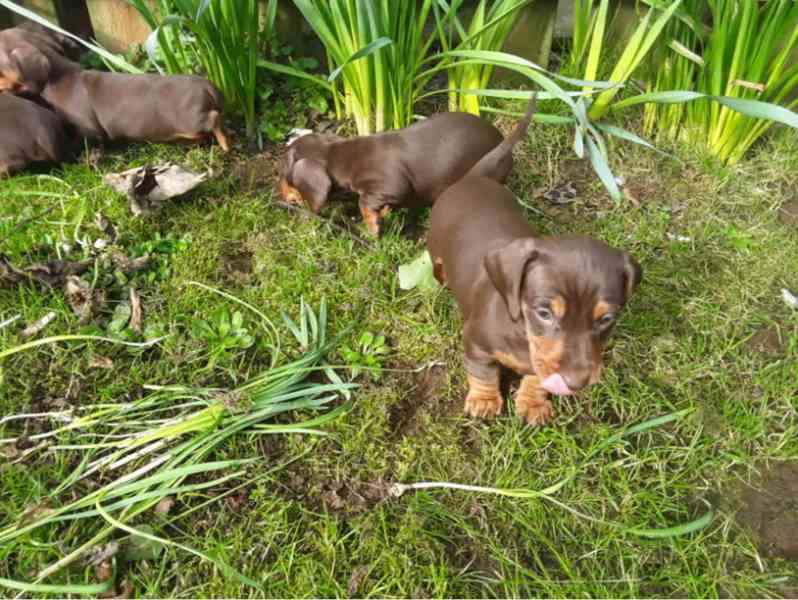 Prodám štěňátka jezevčíků hladkosrstého trpasličích - foto 1