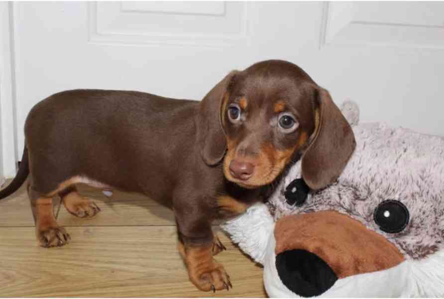 Prodám štěňátka jezevčíků hladkosrstého trpasličích - foto 2