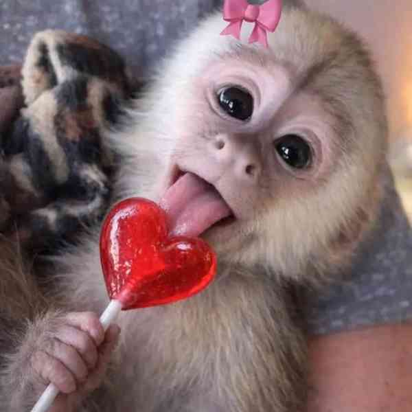 Zdarma Dítě kapucínské opice k adopci nyní zdarma  - foto 1