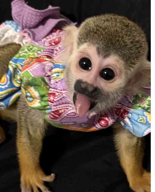 NESMÍRNĚ ROZKOŠNÉ MÍDĚ OPICE KAPUCÍNSKÉ K ADOPCI - foto 1