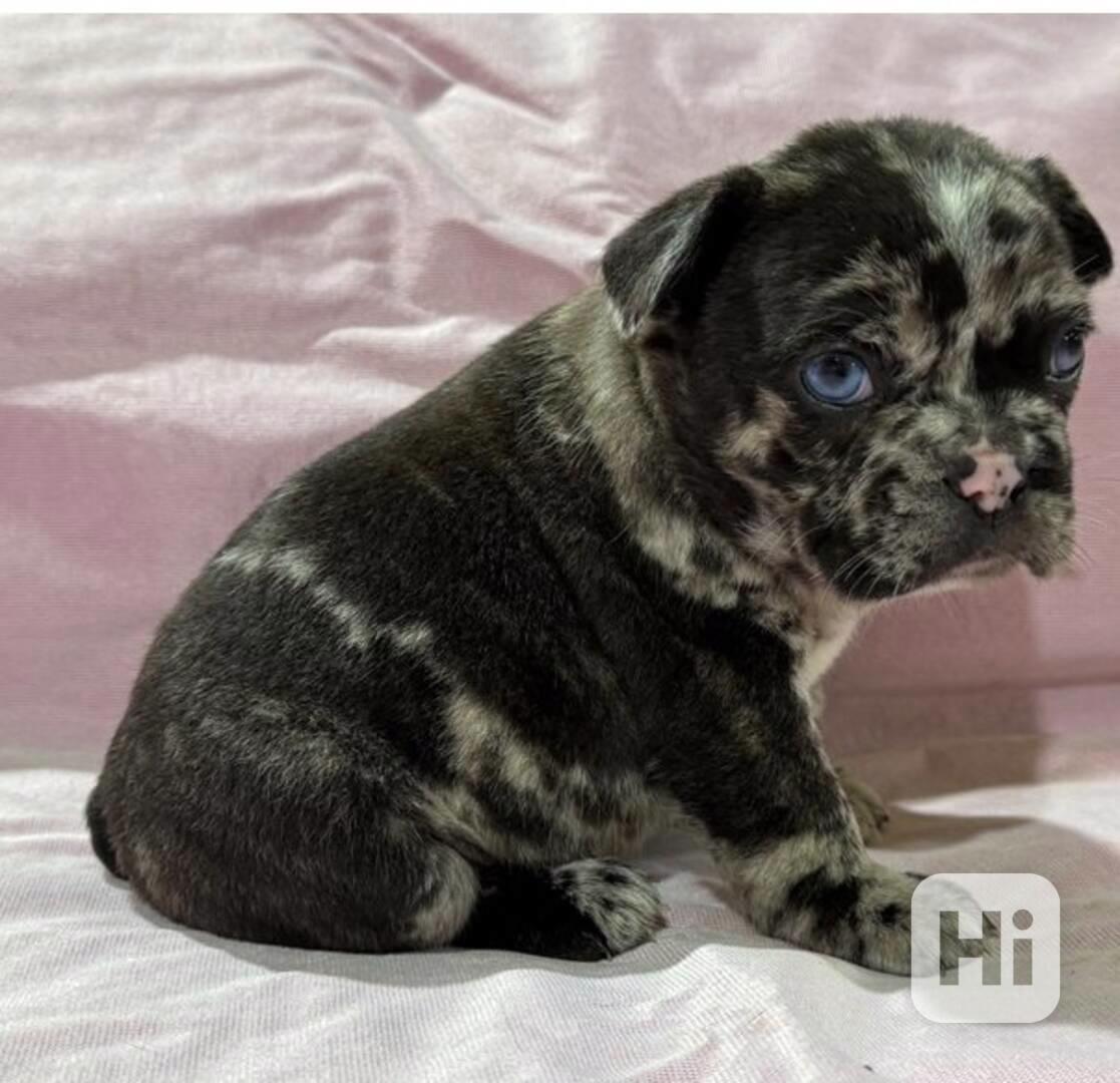 Nádherná štěňata francouzského buldočka - foto 1