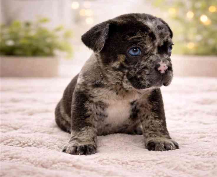 Nádherná štěňata francouzského buldočka - foto 3