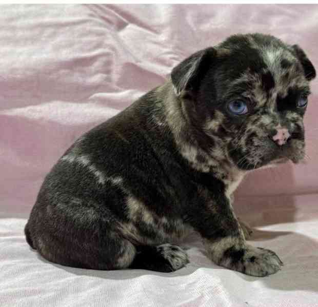 Nádherná štěňata francouzského buldočka - foto 1