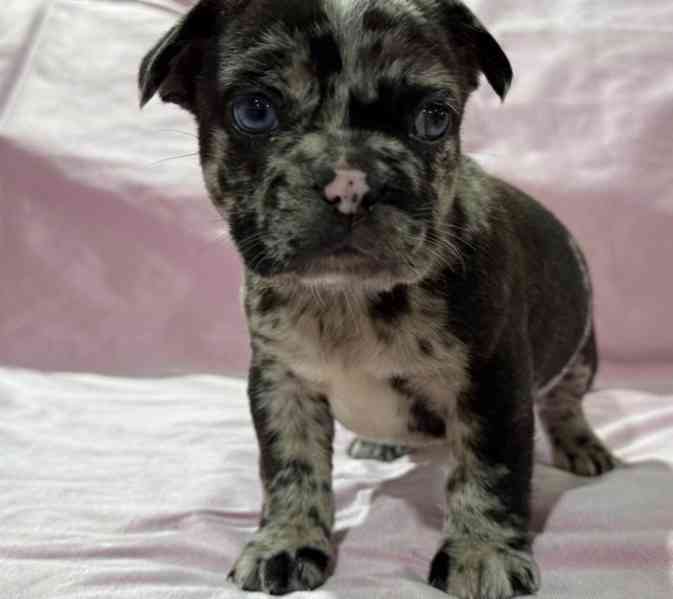 Nádherná štěňata francouzského buldočka - foto 2