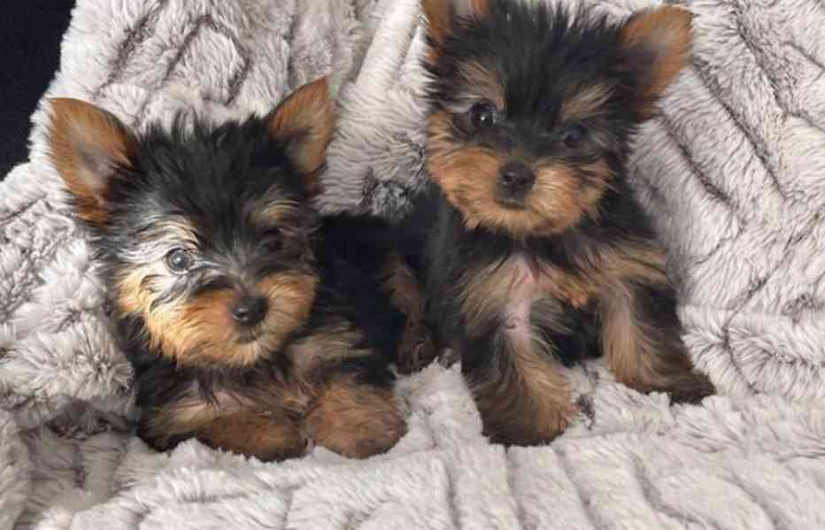 Nádherná štěňata Yorkshirského teriéra - foto 2