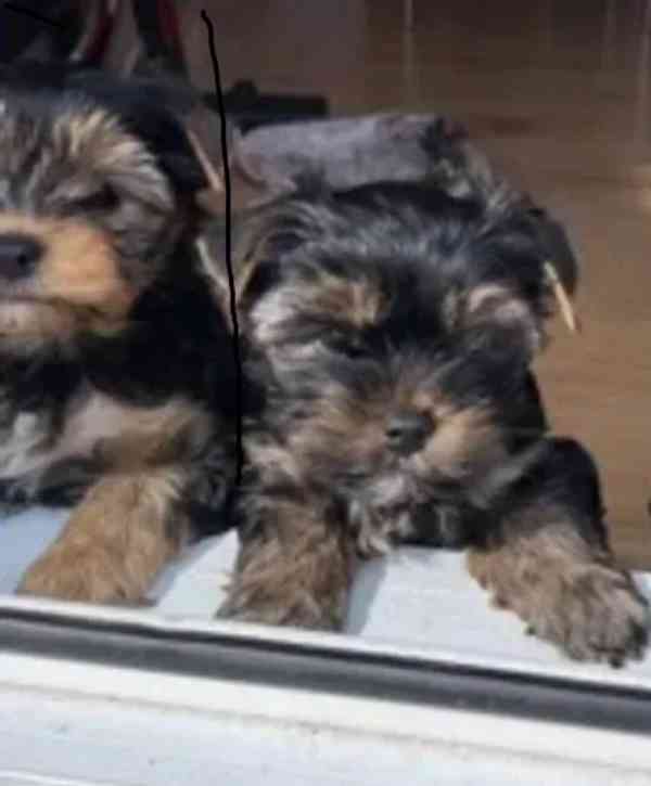 Nádherná štěňata Yorkshirského teriéra - foto 4