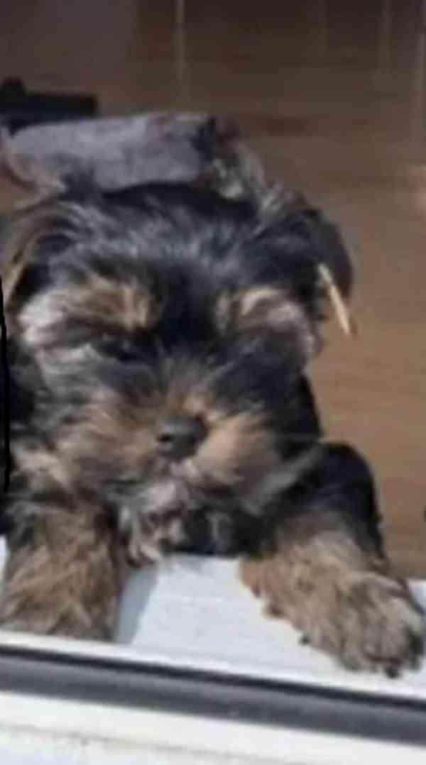 Nádherná štěňata Yorkshirského teriéra - foto 3