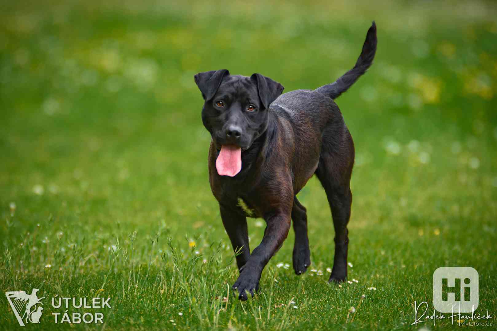 Coal k adopci  - foto 1