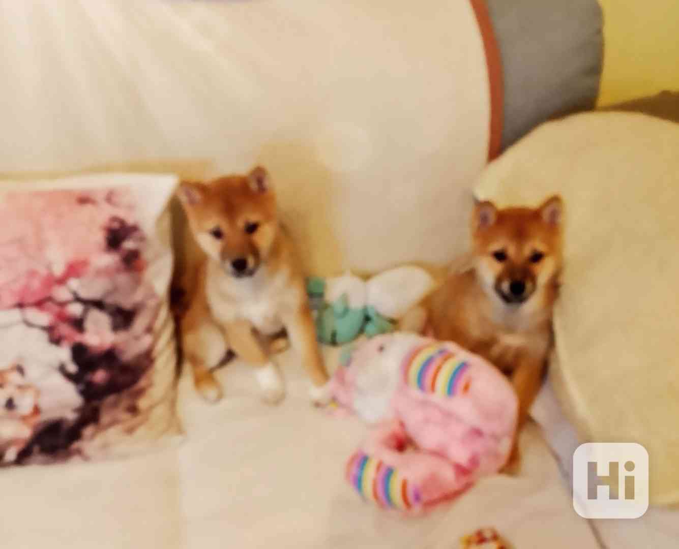 Shiba Inu  - foto 1