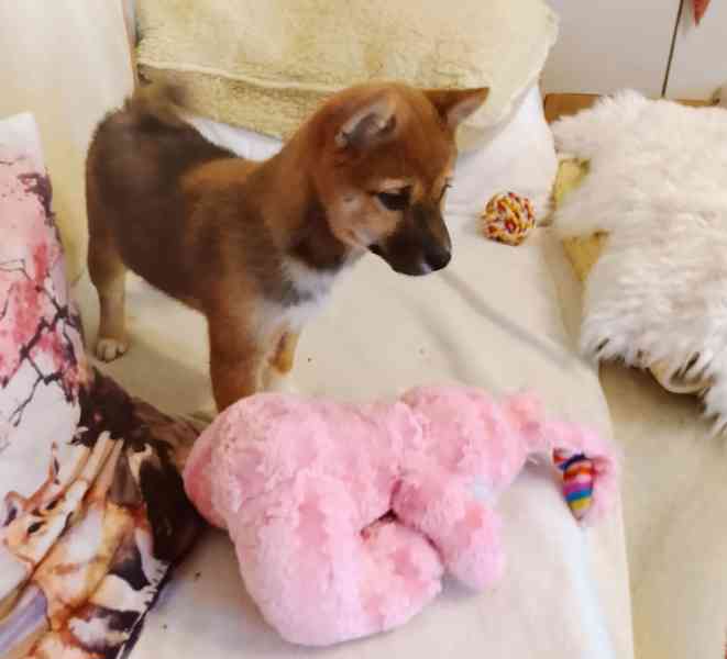 Shiba Inu  - foto 2
