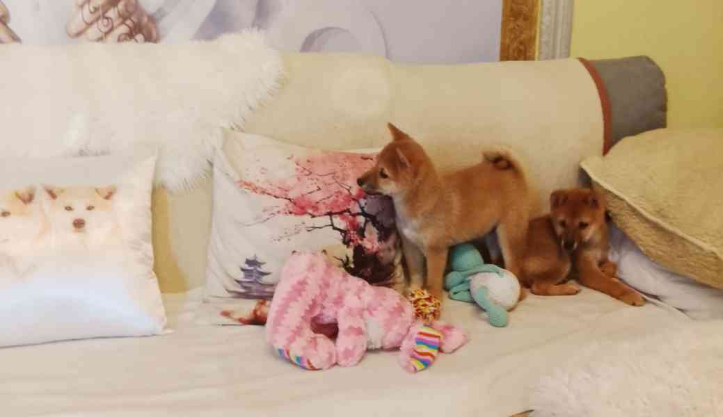 Shiba Inu  - foto 6