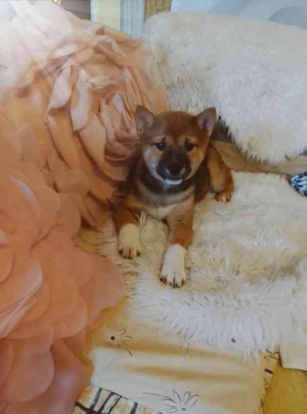 Shiba Inu  - foto 4