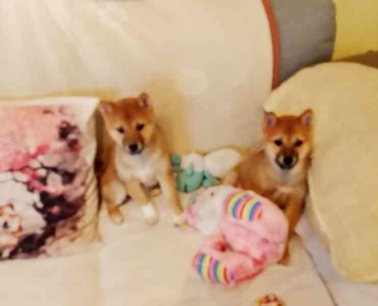 Shiba Inu  - foto 1