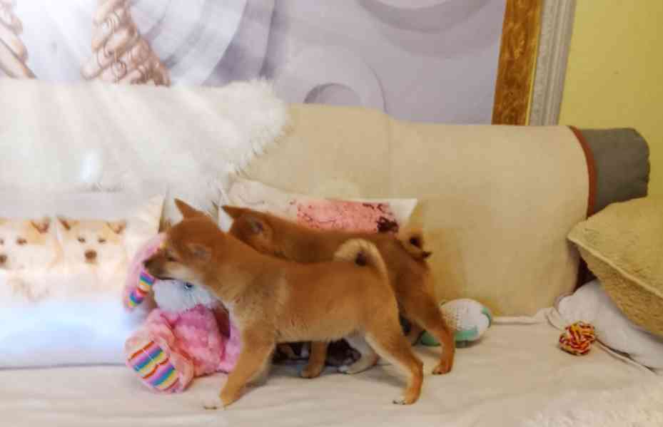 Shiba Inu  - foto 7
