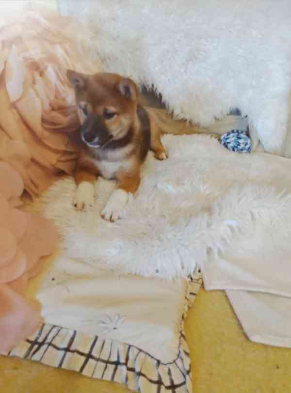 Shiba Inu  - foto 8