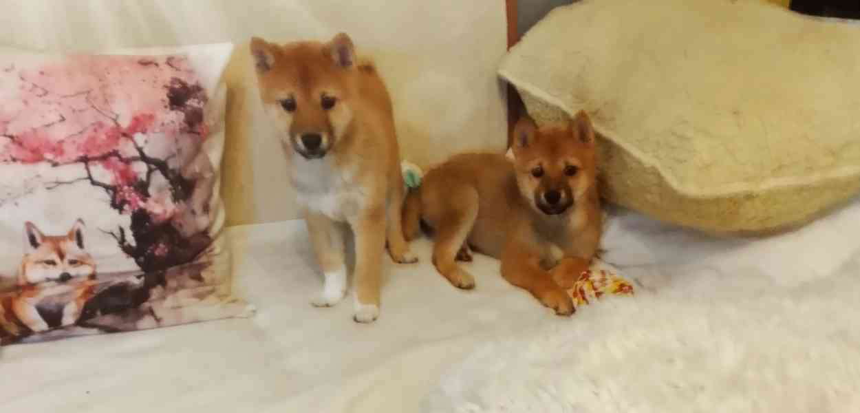Shiba Inu  - foto 5