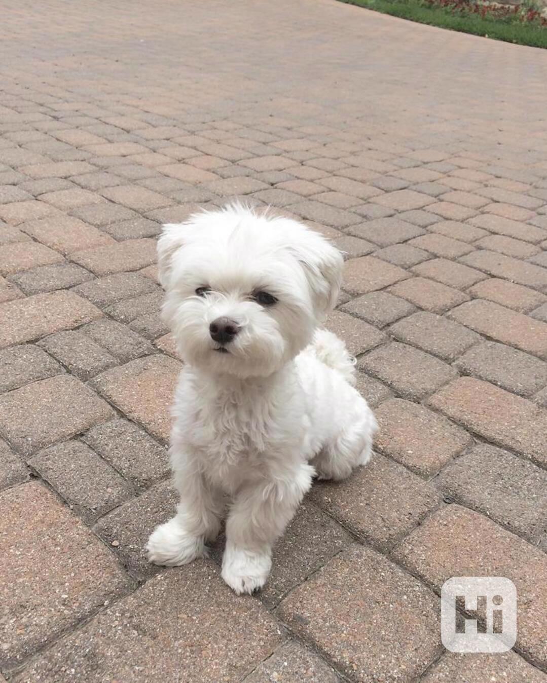 Krásná štěňata maltézského ovčáka k adopci. - foto 1