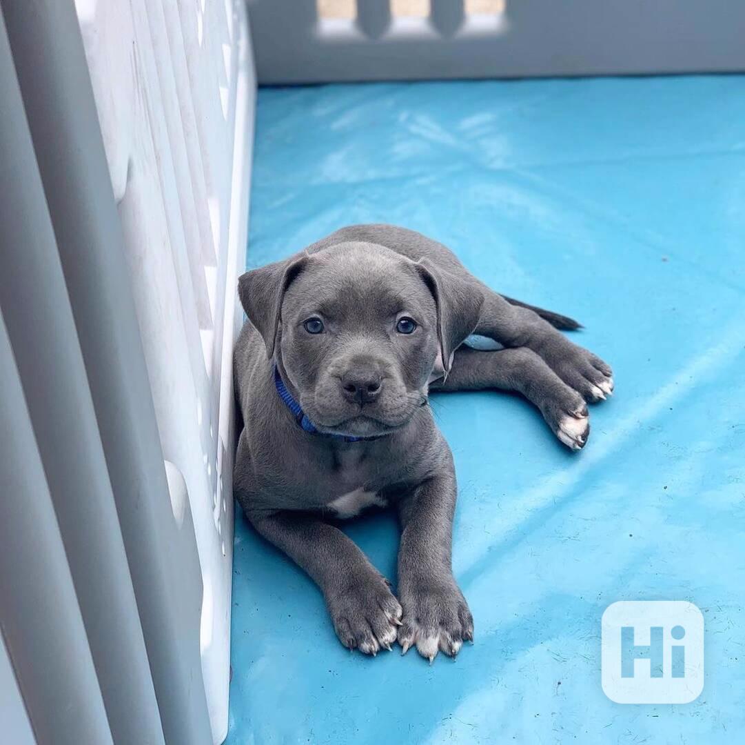 Registrovaná štěňata pitbulla k adopci Registrovaná štěňata  - foto 1