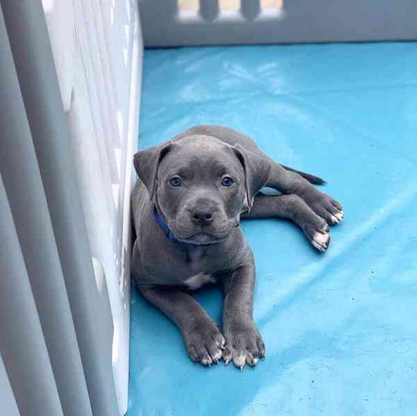 Registrovaná štěňata pitbulla k adopci Registrovaná štěňata  - foto 1